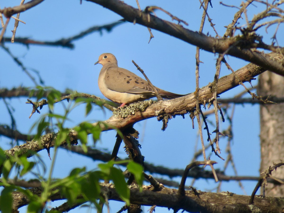 Mourning Dove - ML619254766