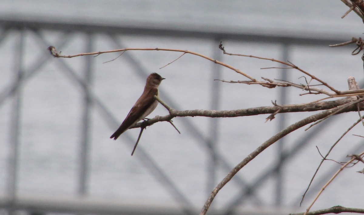 Golondrina Aserrada - ML619254771