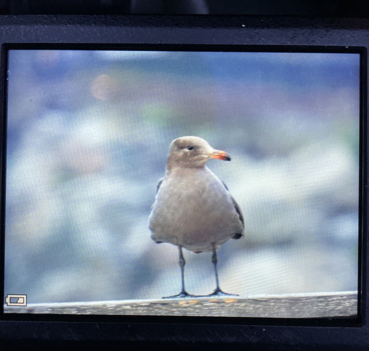 Heermann's Gull - Richard Wakelam