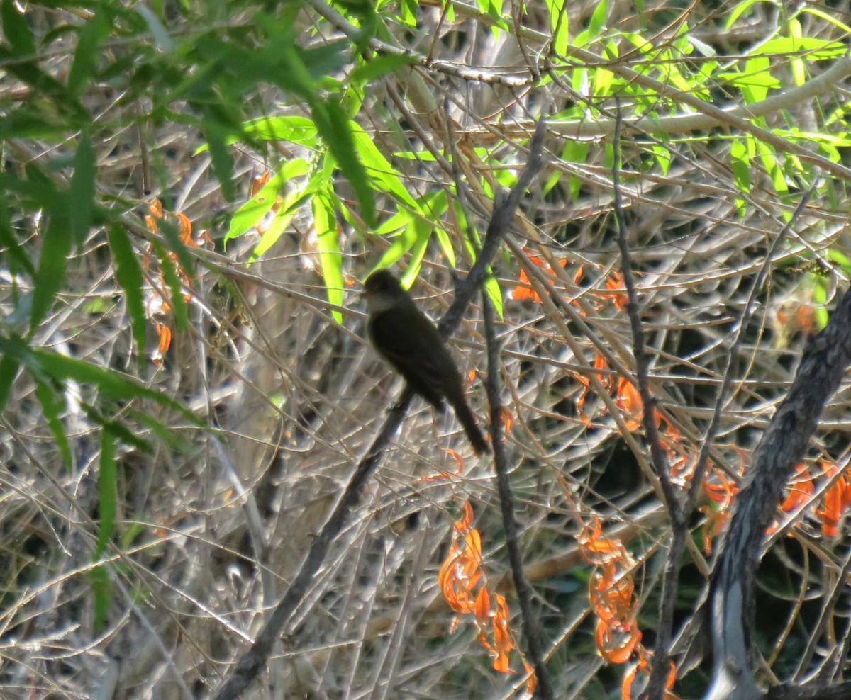 Willow Flycatcher - ML619254783