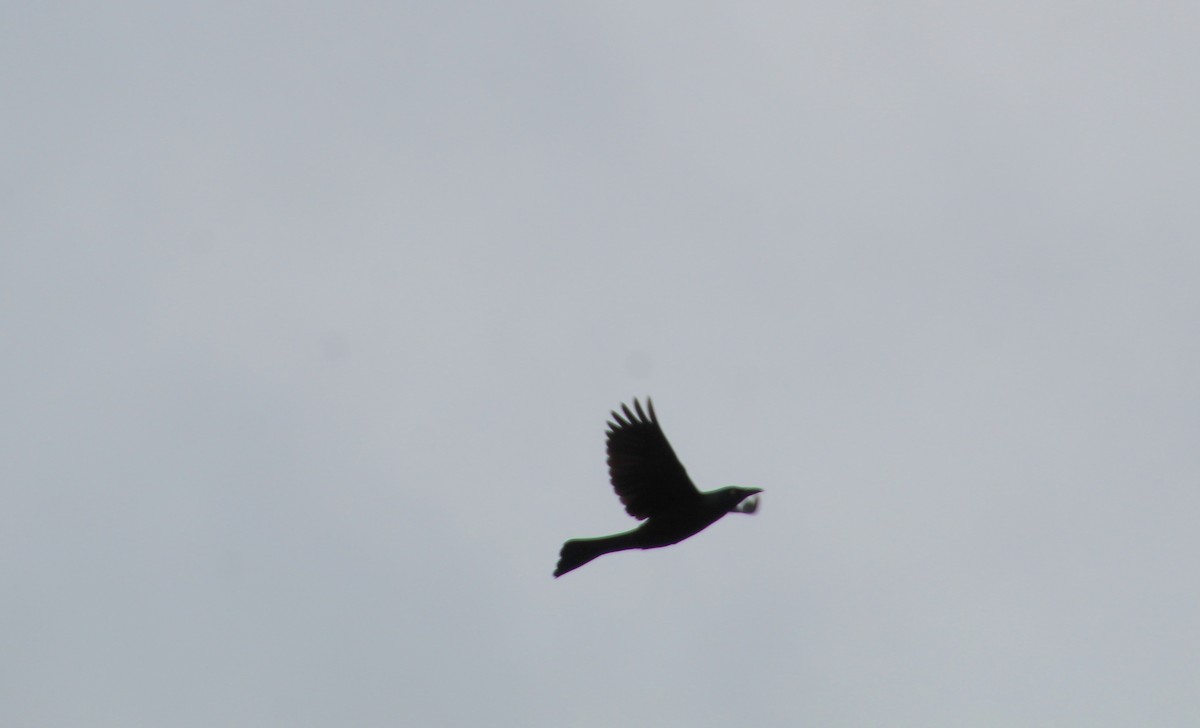 Common Grackle - Carole Swann