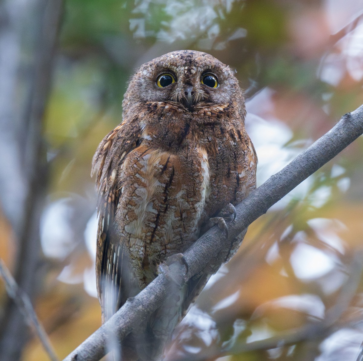 Oriental Scops-Owl - ML619254806