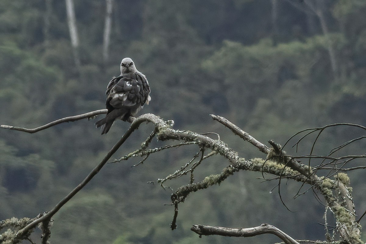 Plumbeous Kite - ML619254808