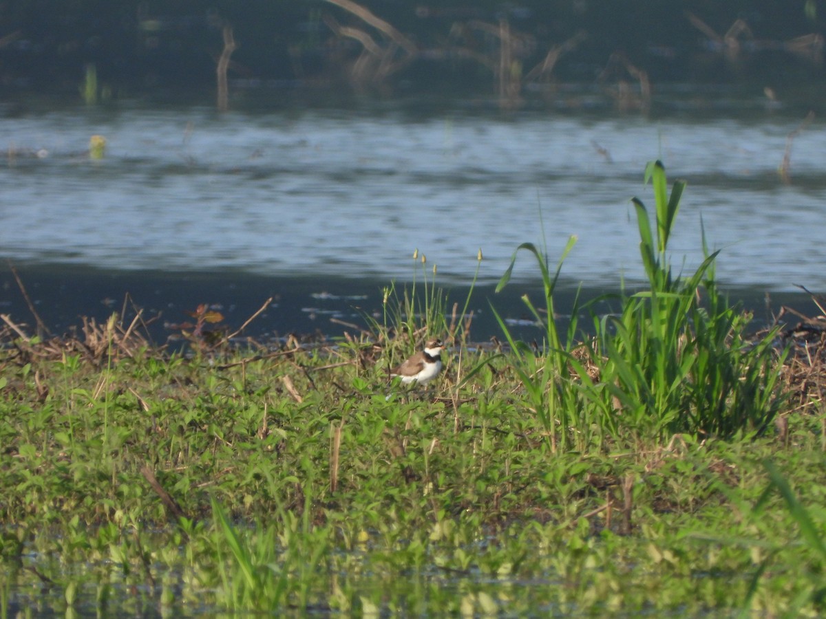 Semipalmated Plover - Rick Luehrs