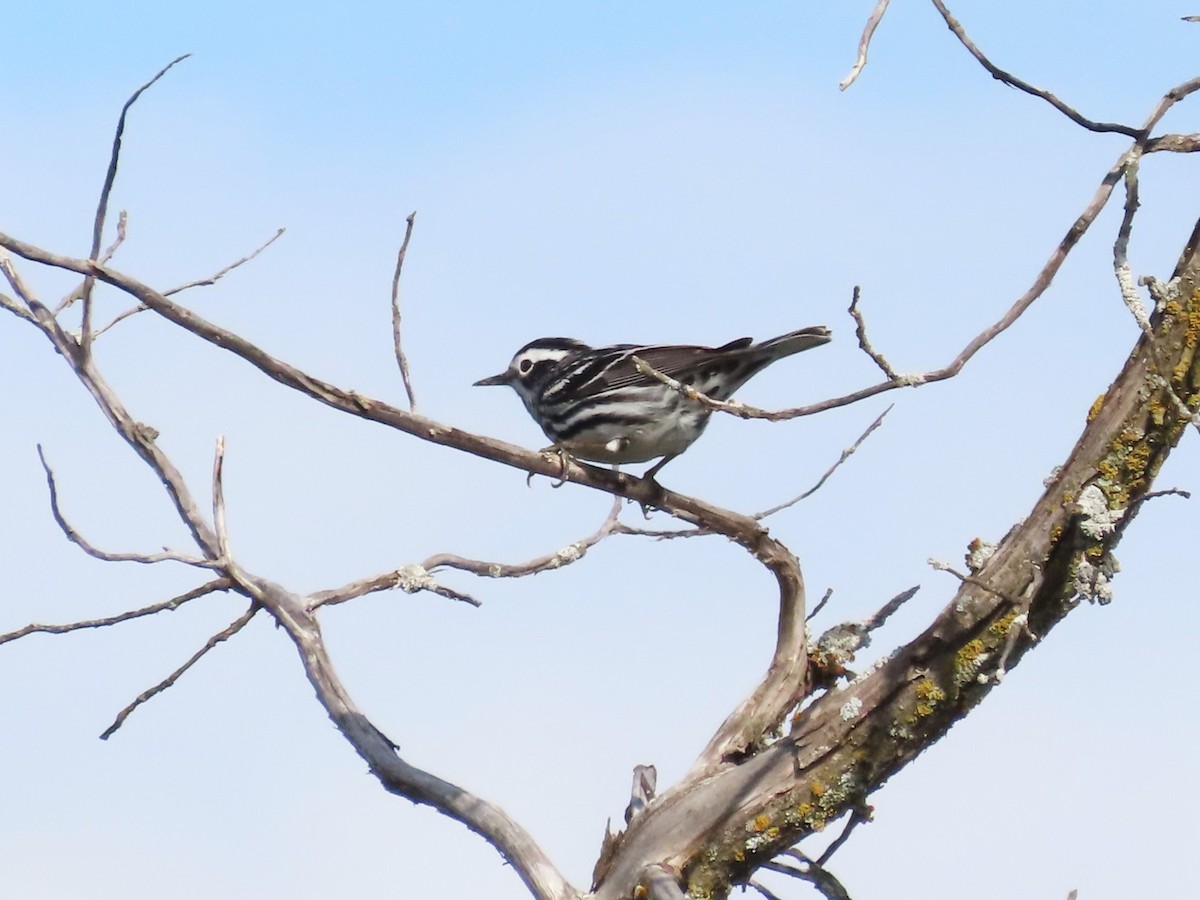 Black-and-white Warbler - ML619254832