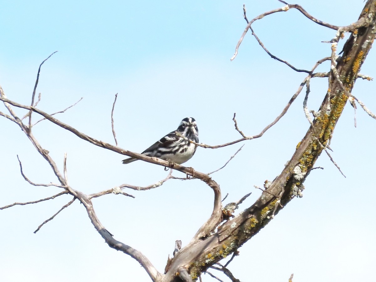 Black-and-white Warbler - Teresa Noel