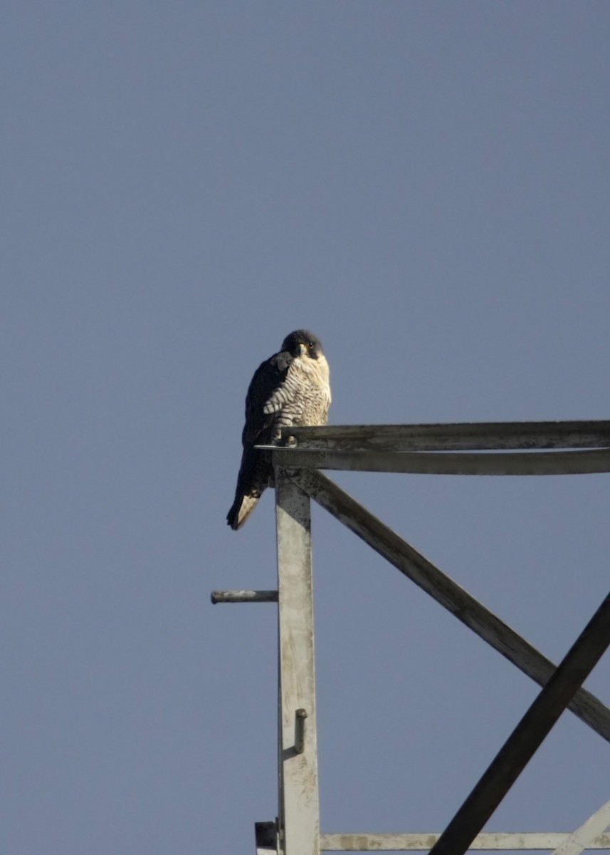 Peregrine Falcon - William Clark