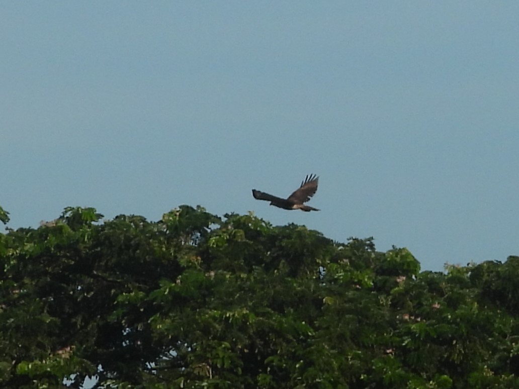 Red-tailed Hawk (jamaicensis) - ML619254845