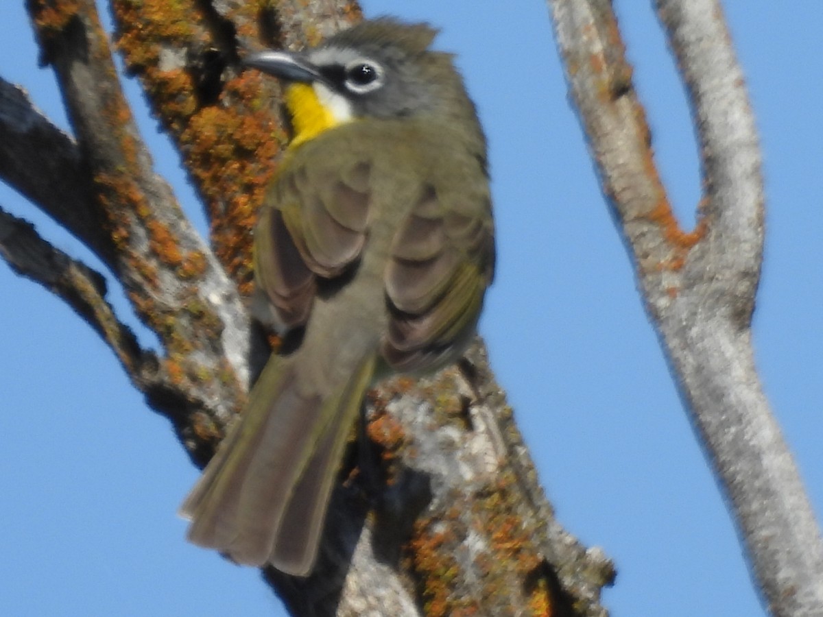 Yellow-breasted Chat - Denise Hughes