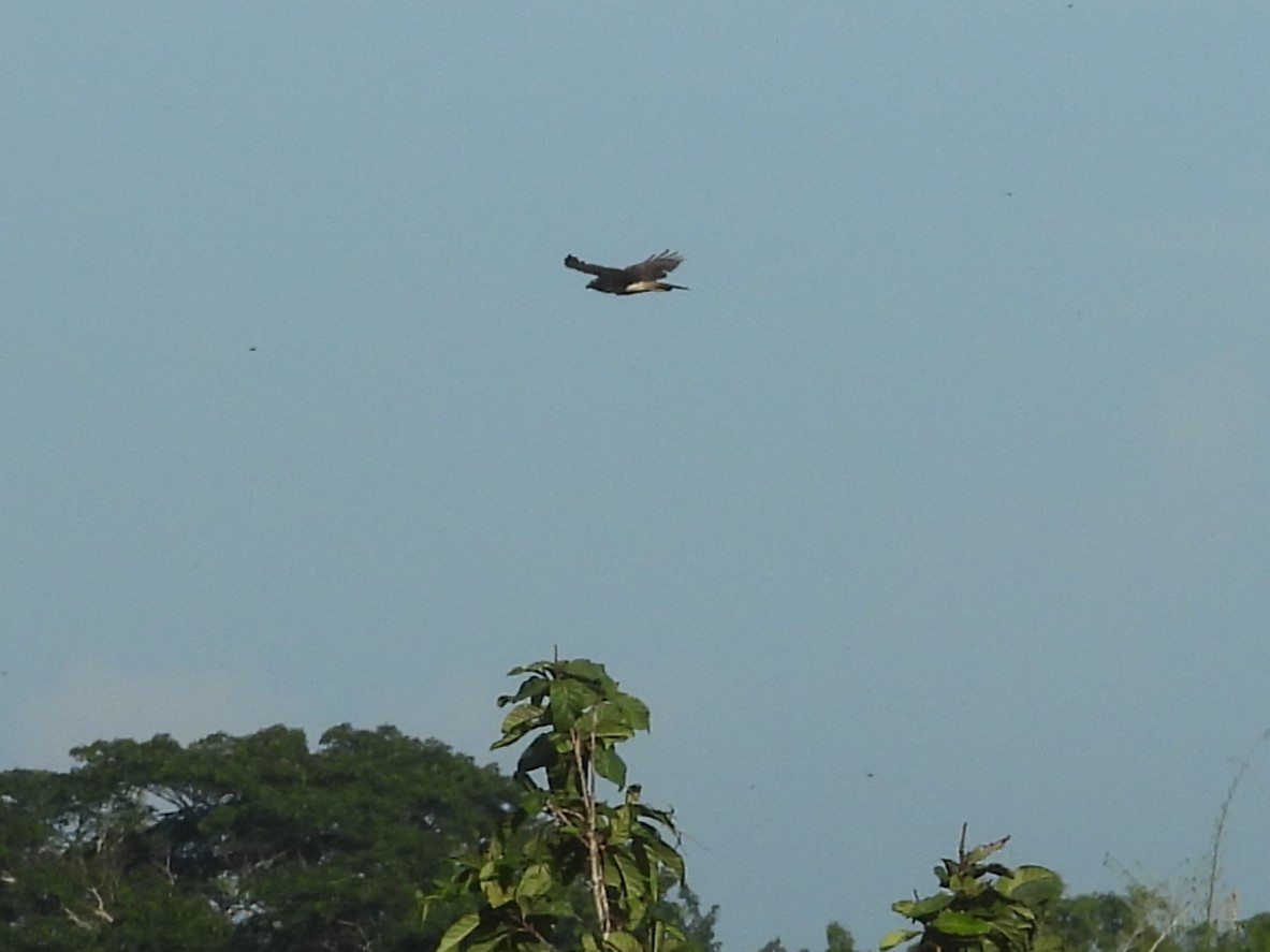 Red-tailed Hawk (jamaicensis) - Nick Komar