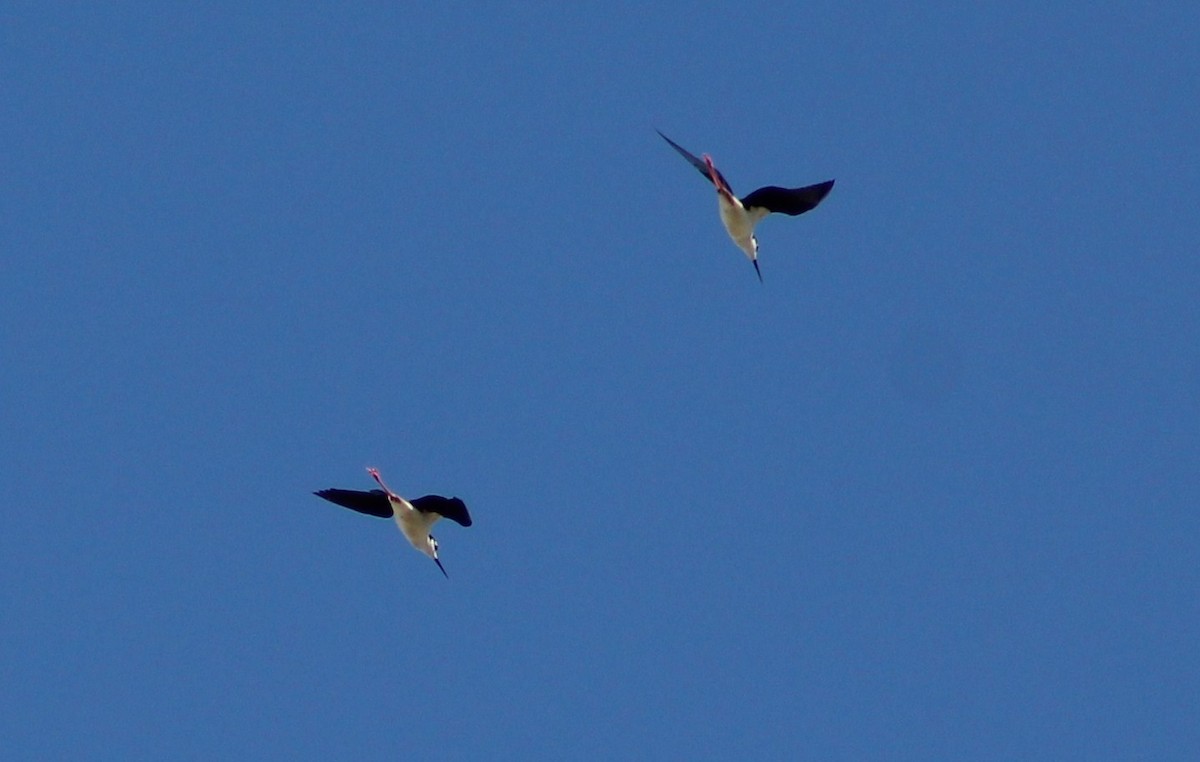 pisila černokrká (ssp. mexicanus) - ML619254860