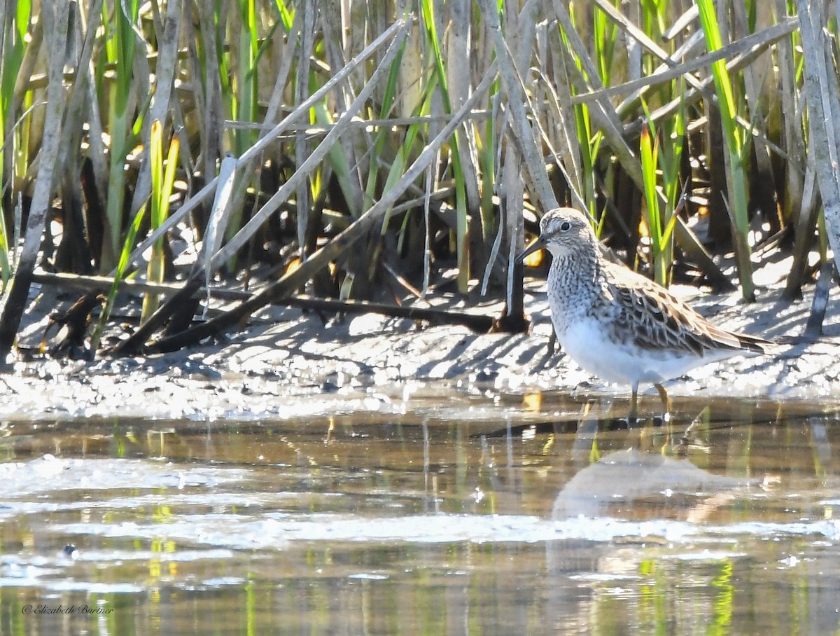 Pectoral Sandpiper - Libby Burtner