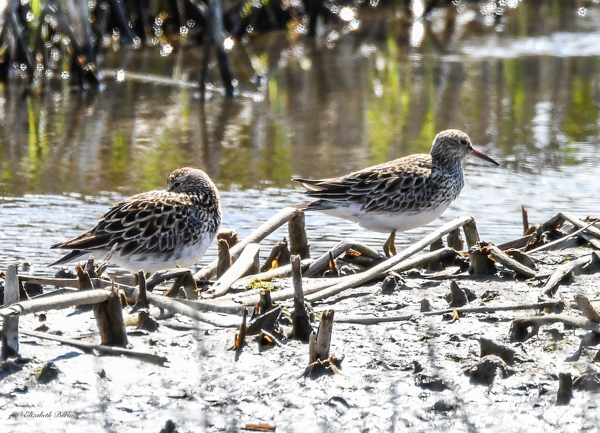 Pectoral Sandpiper - Libby Burtner