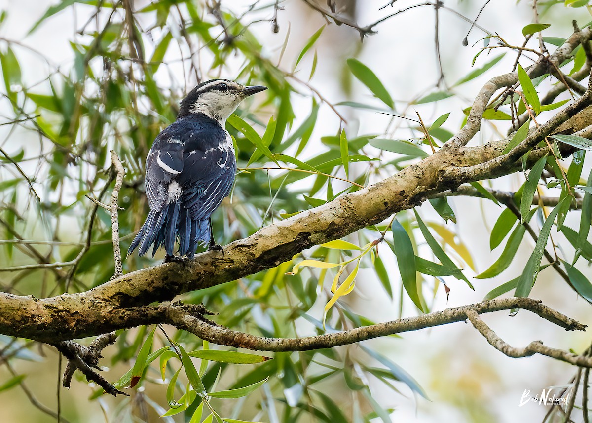 White-shouldered Triller - Bob Natural