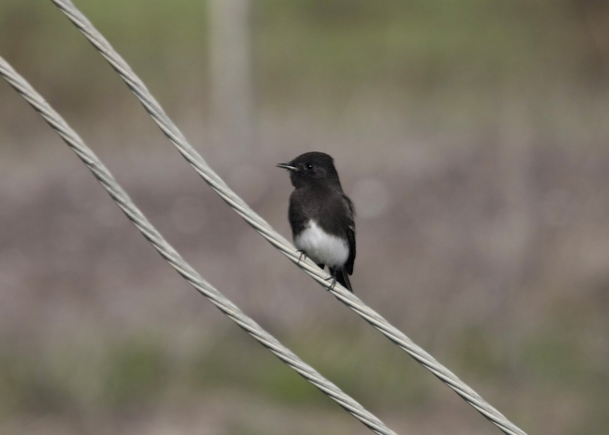 Black Phoebe - William Clark