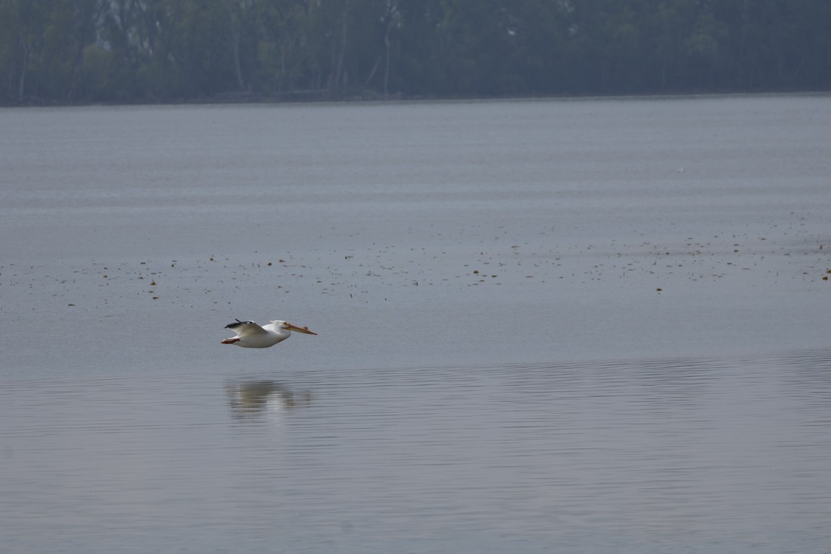 American White Pelican - ML619254875