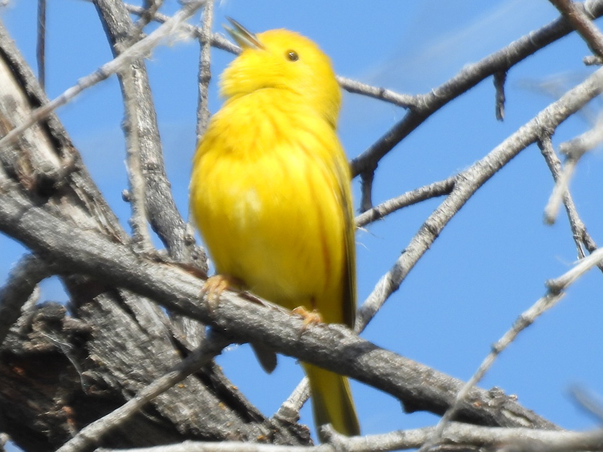 Yellow Warbler (Northern) - Denise Hughes