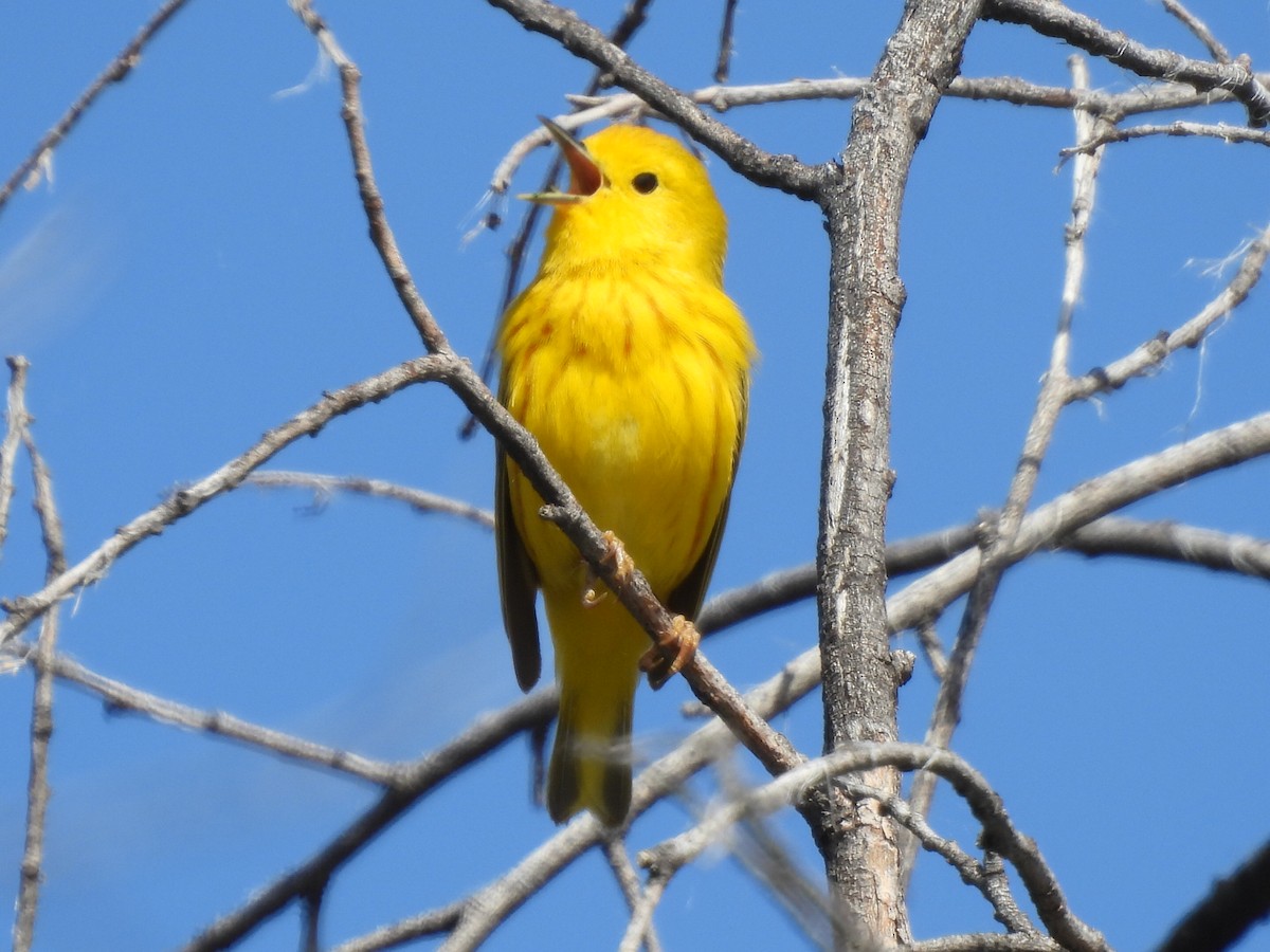 Yellow Warbler (Northern) - Denise Hughes