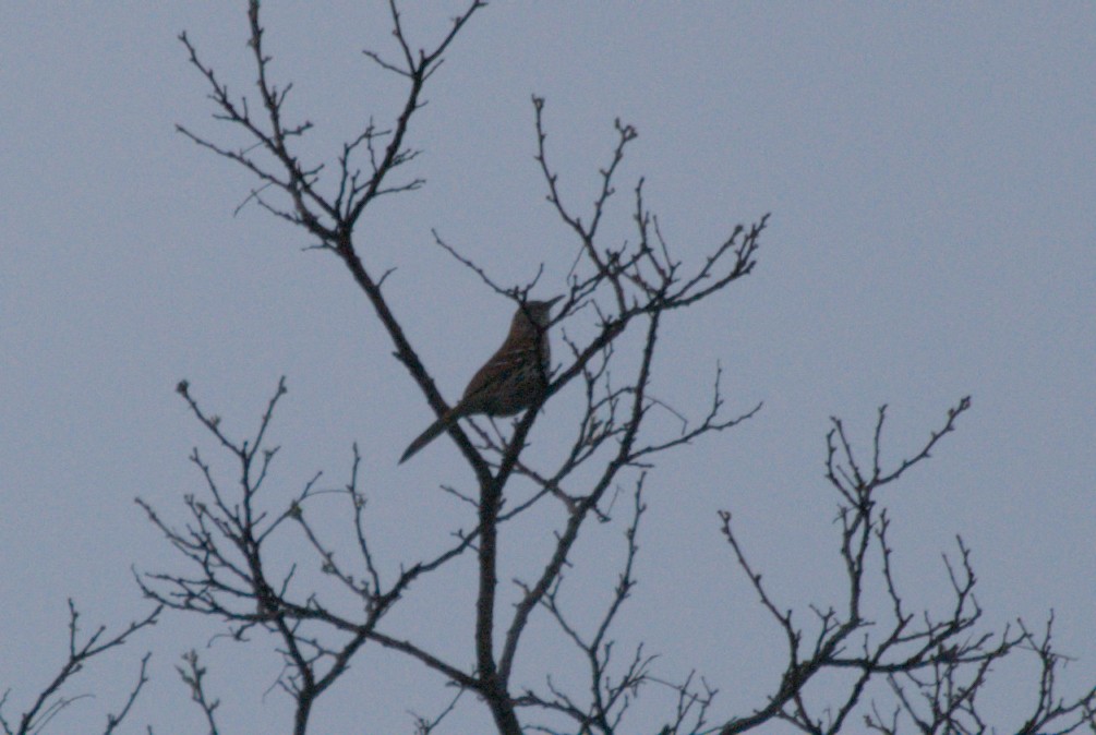 Brown Thrasher - ML619254885