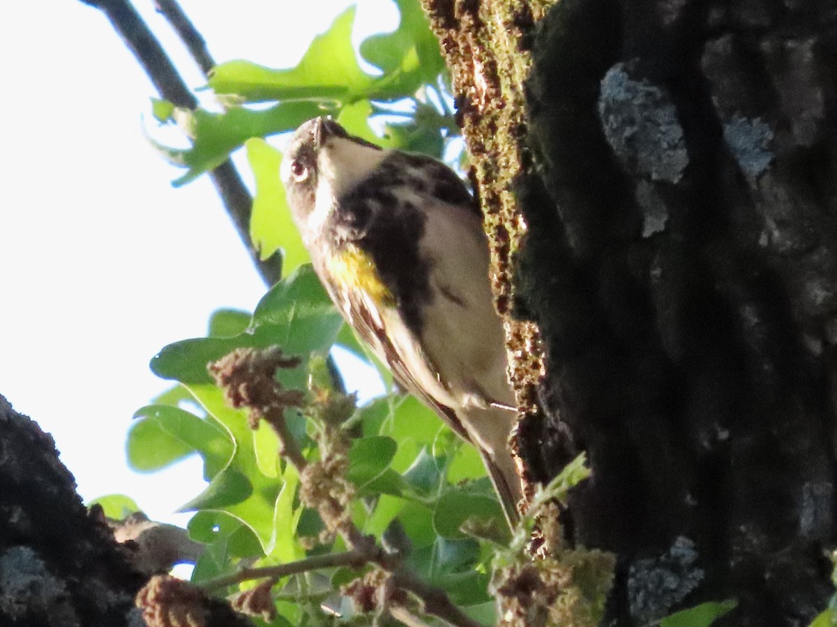 Yellow-rumped Warbler - Teresa Noel