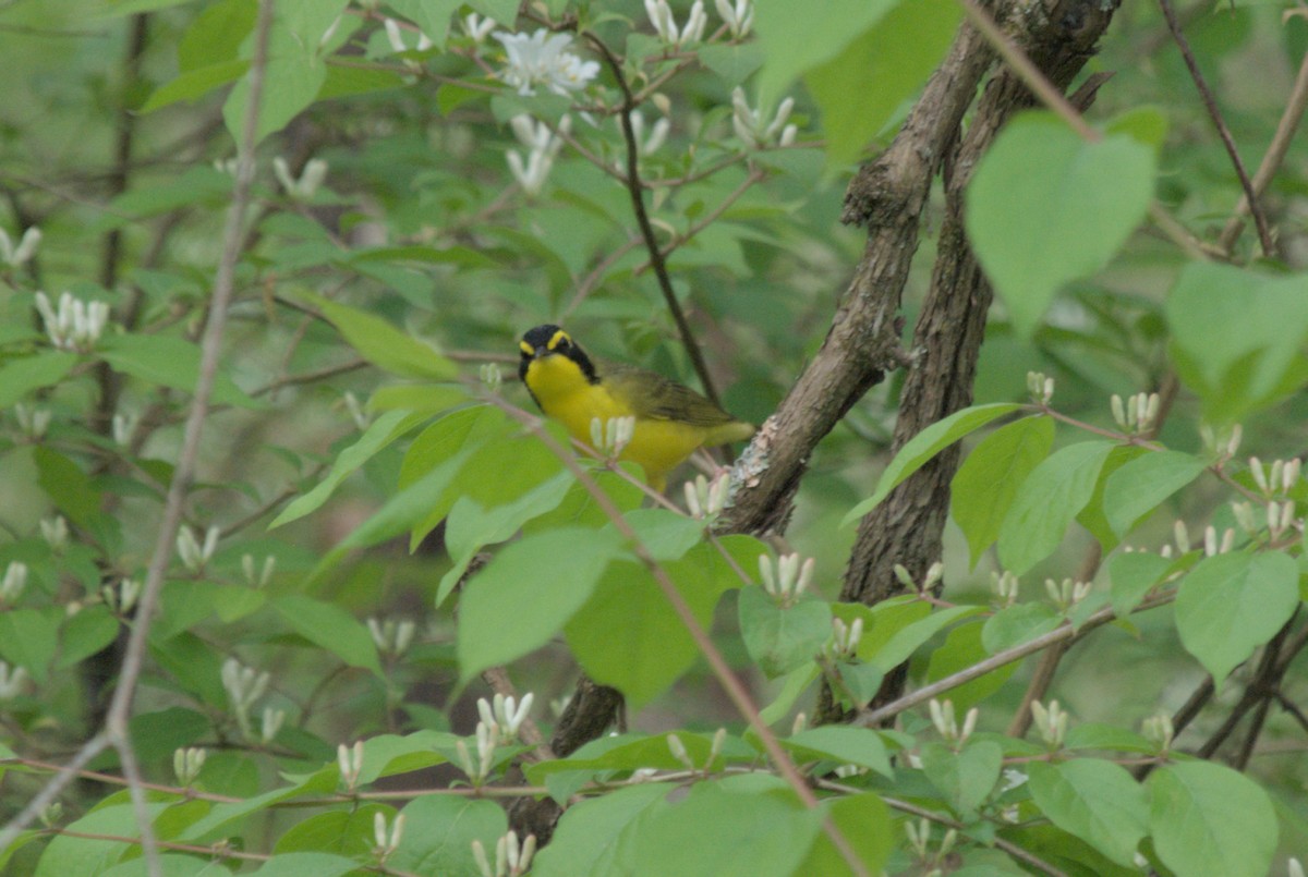 Kentucky Warbler - ML619254891