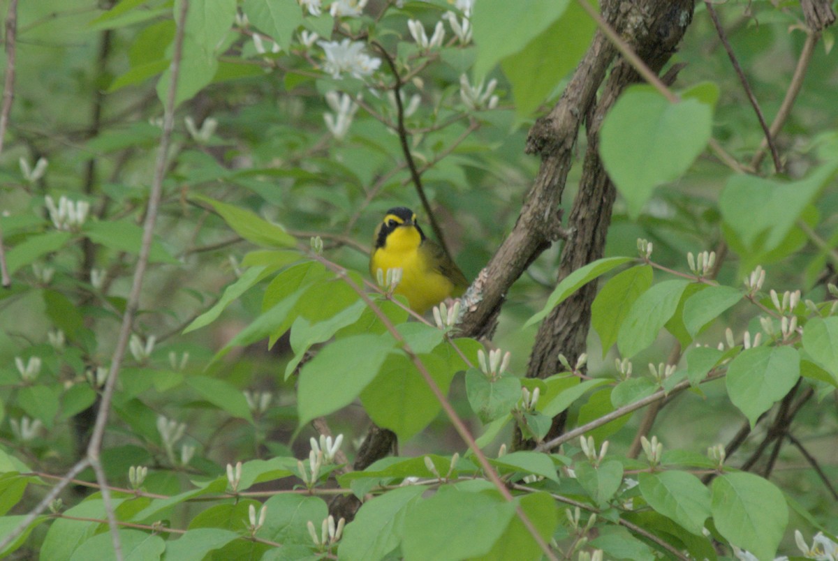 Kentucky Warbler - ML619254892