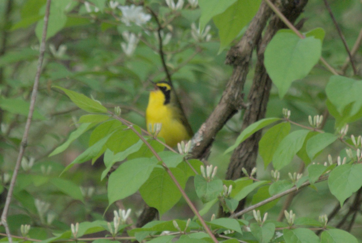 Kentucky Warbler - ML619254893