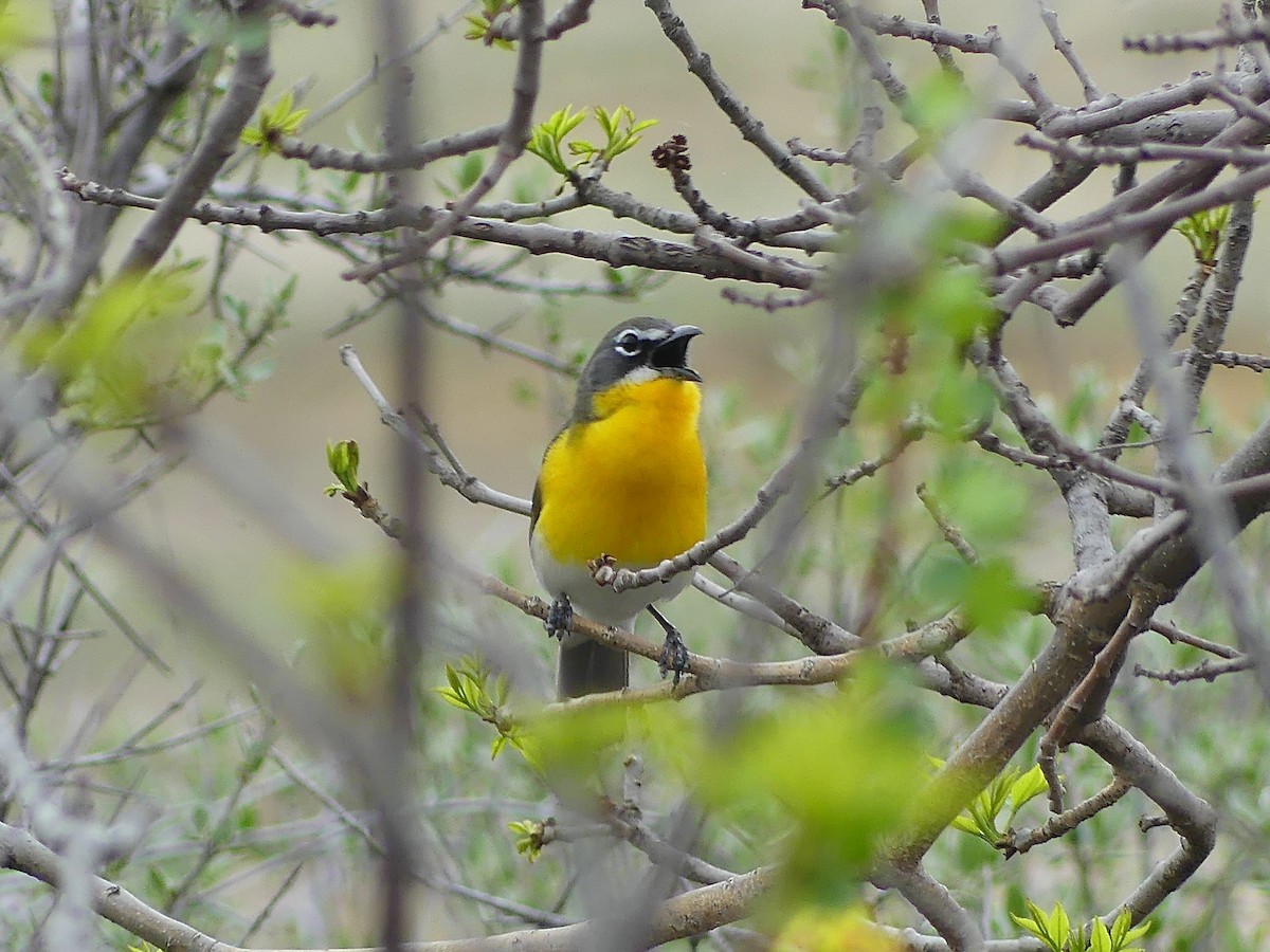 Yellow-breasted Chat - Peder Stenslie
