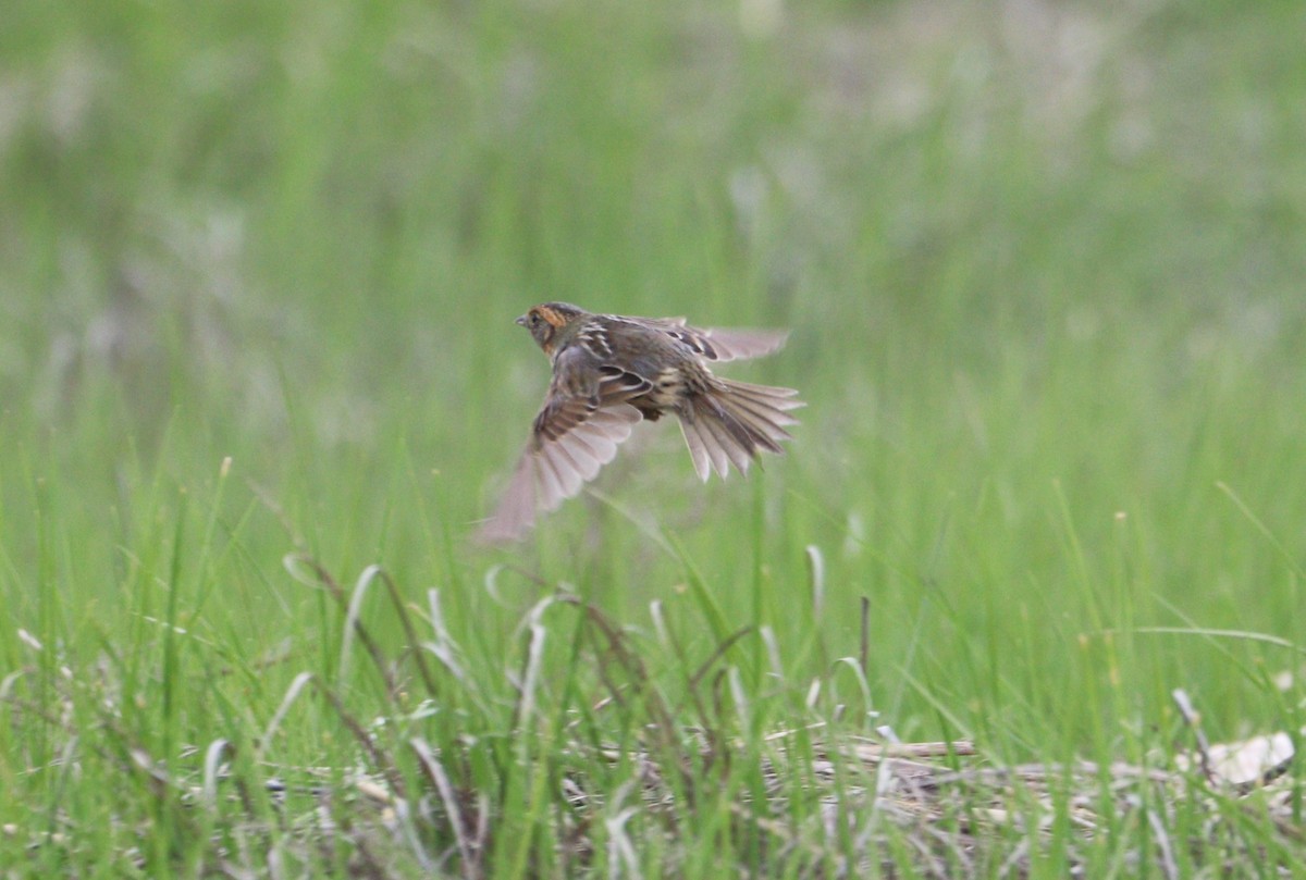 Saltmarsh Sparrow - MA 2