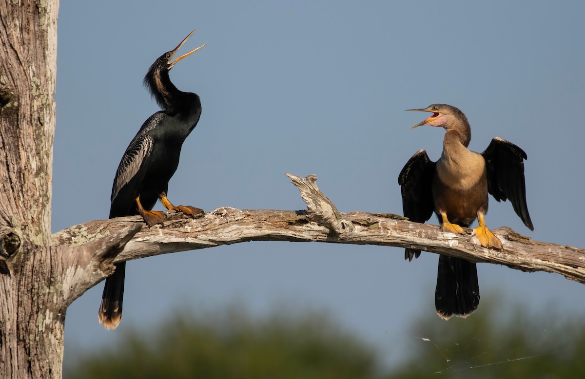 Anhinga d'Amérique - ML619254921