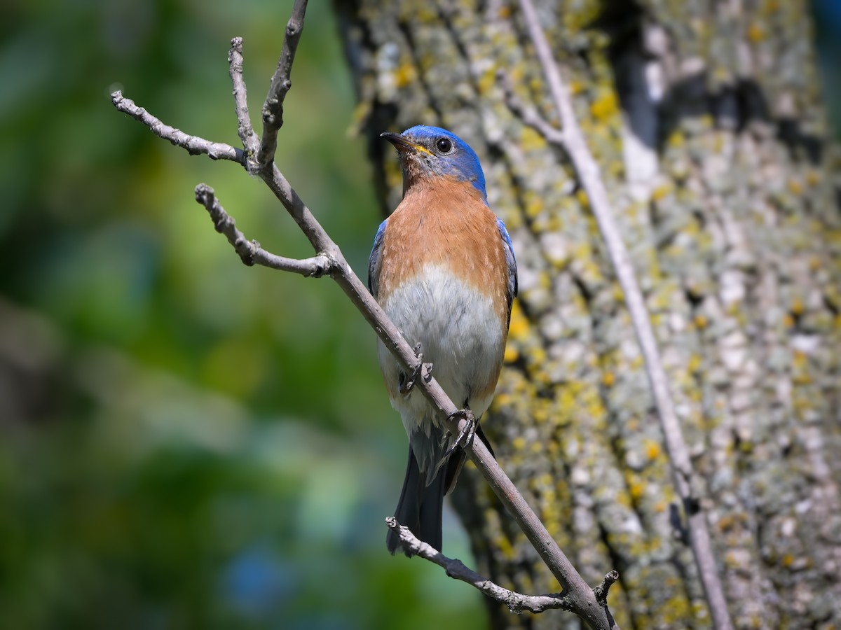 Eastern Bluebird - Myron Peterson