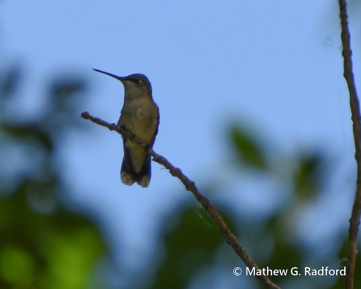 Ruby-throated Hummingbird - Mathew Radford