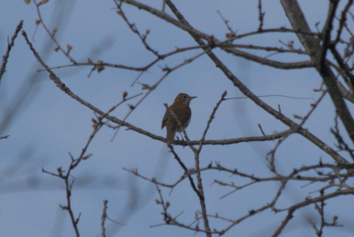 Wood Thrush - ML619254960