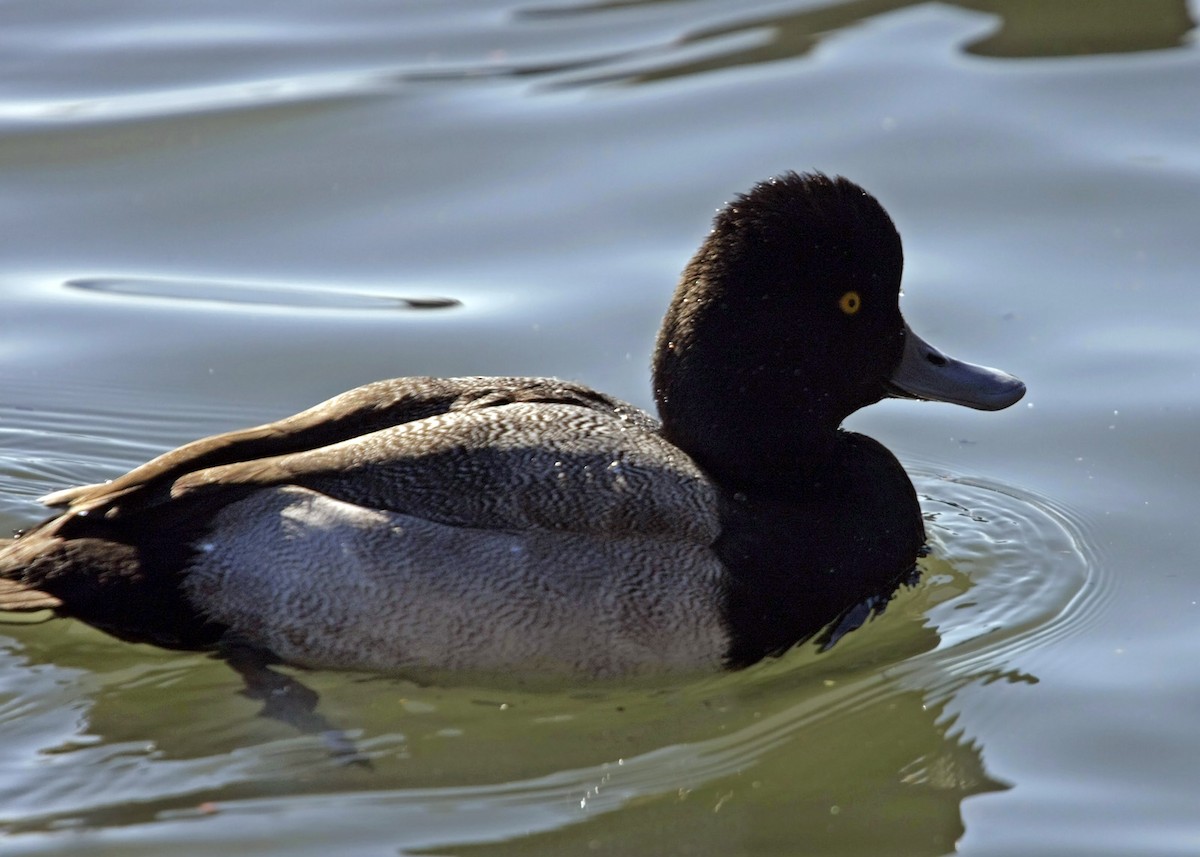 Lesser Scaup - ML619254962