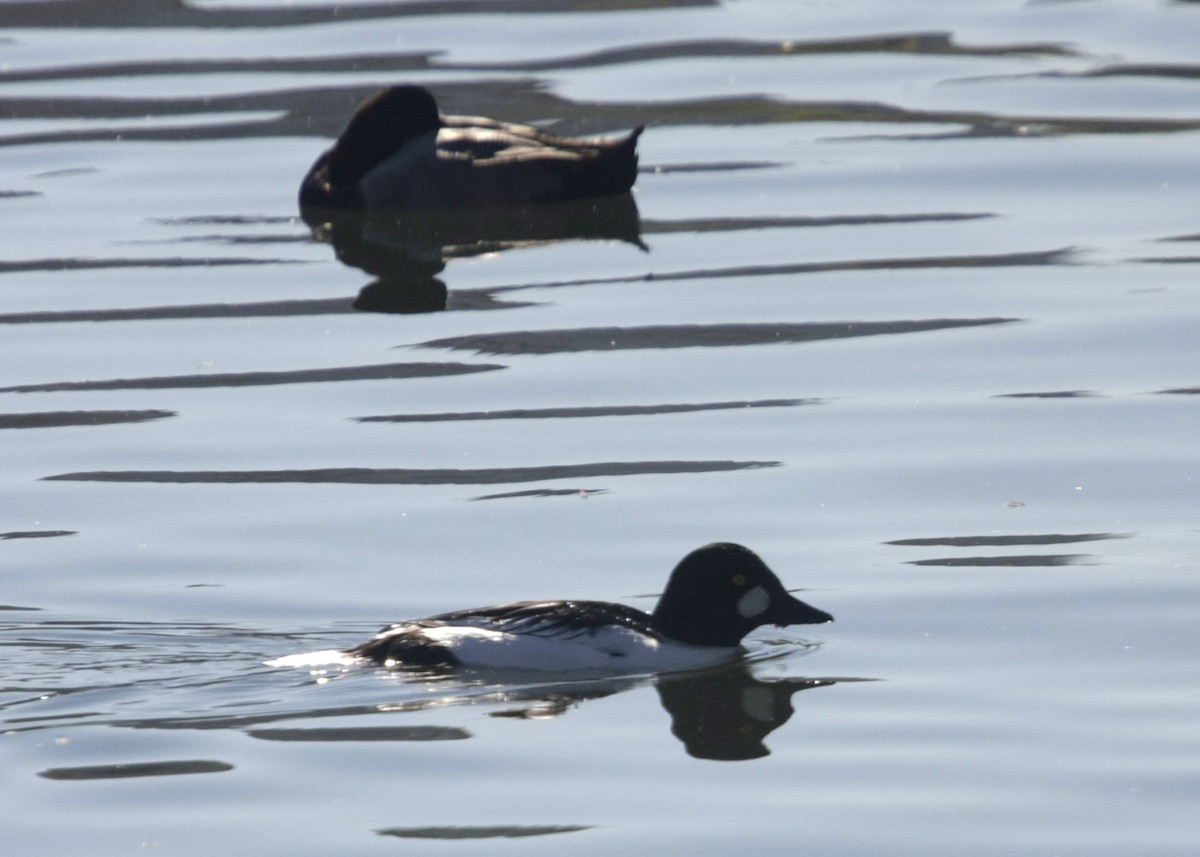 Common Goldeneye - ML619254965