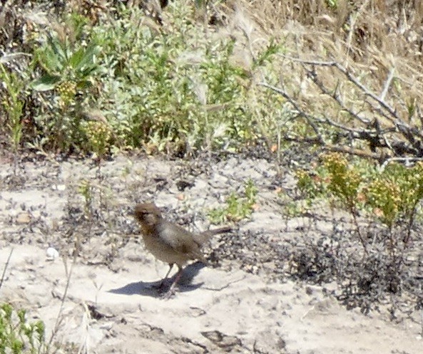 California Towhee - Marie Connors