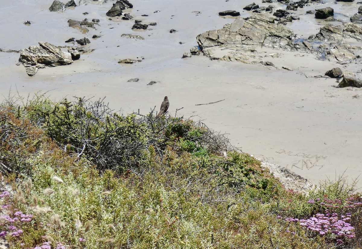 California Towhee - Marie Connors