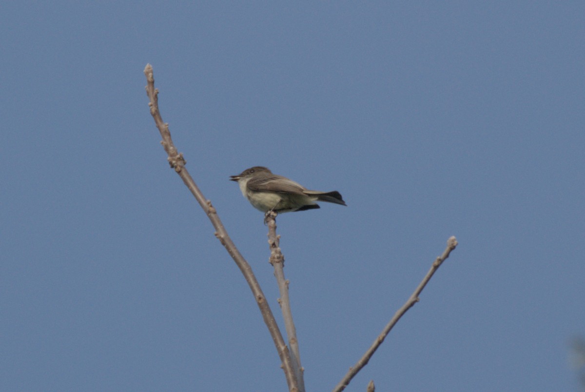 Eastern Phoebe - ML619254978