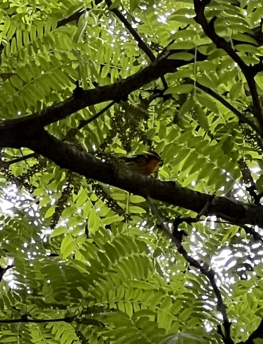 Blackburnian Warbler - ML619254981