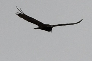 Turkey Vulture - Susan Holmes