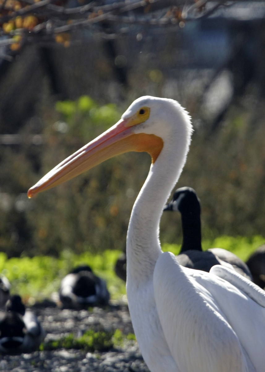 American White Pelican - William Clark