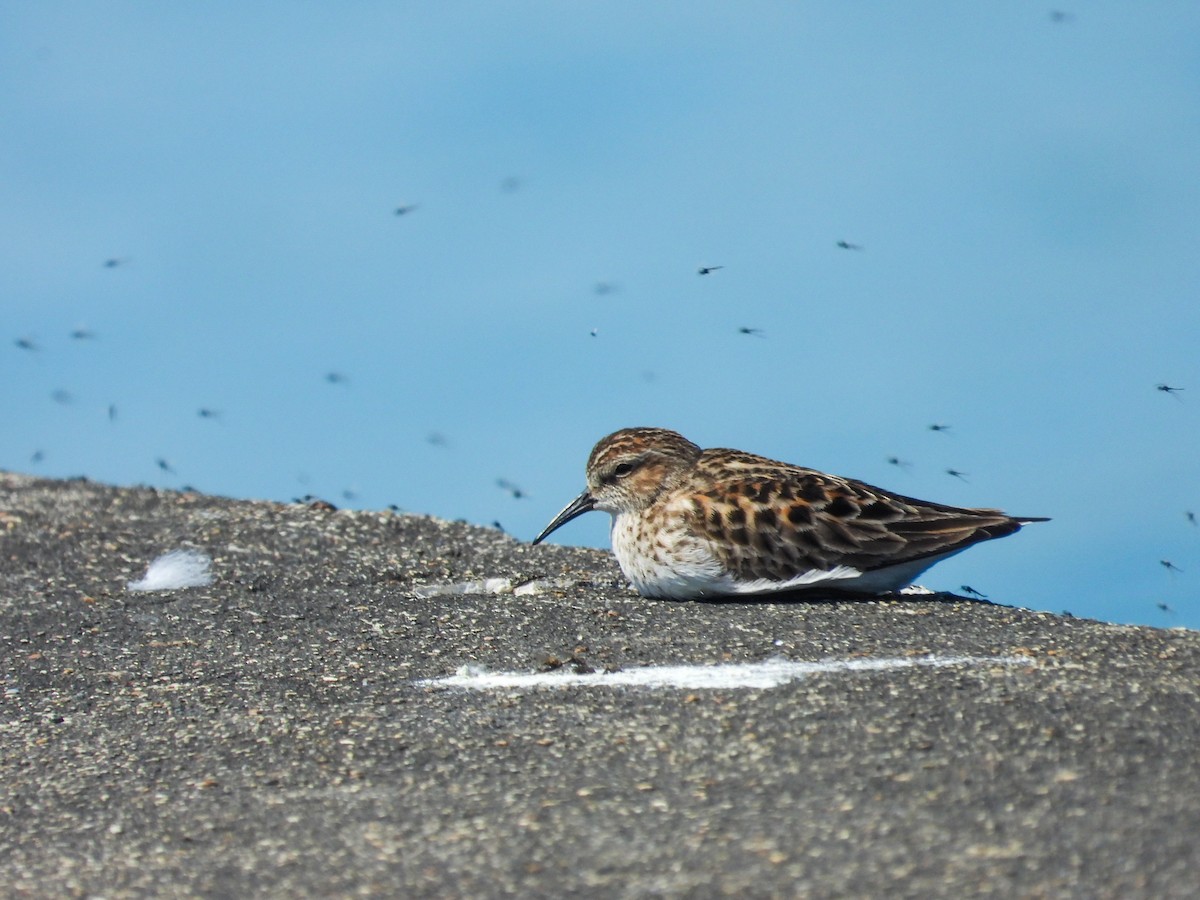 Least Sandpiper - ML619255000