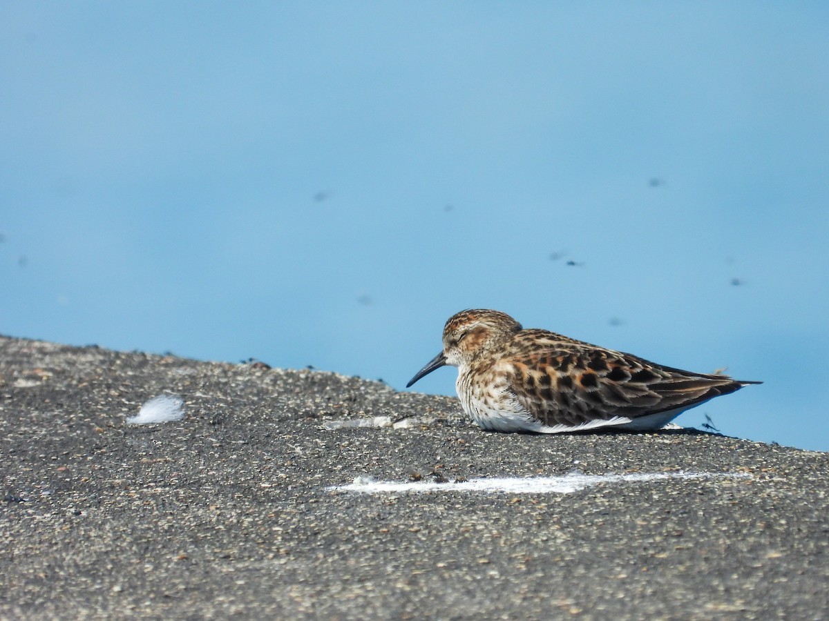 Least Sandpiper - Haley Gottardo