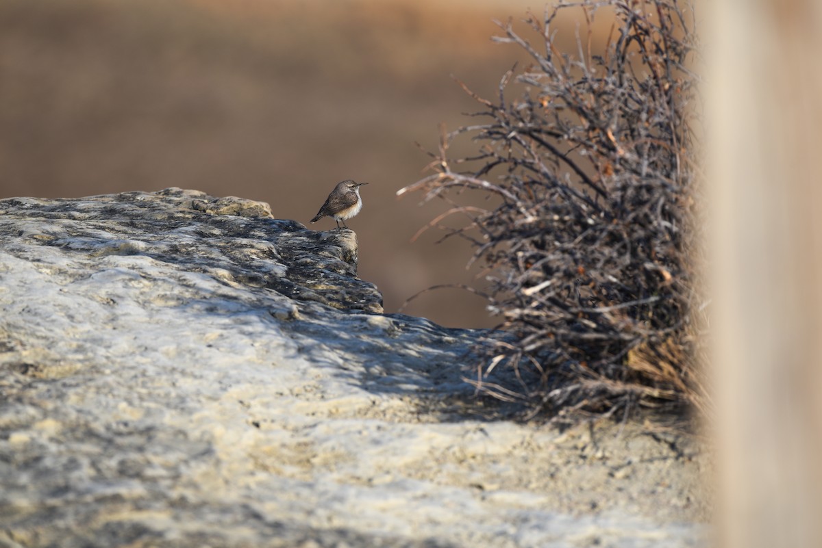 Rock Wren (Northern) - ML619255008