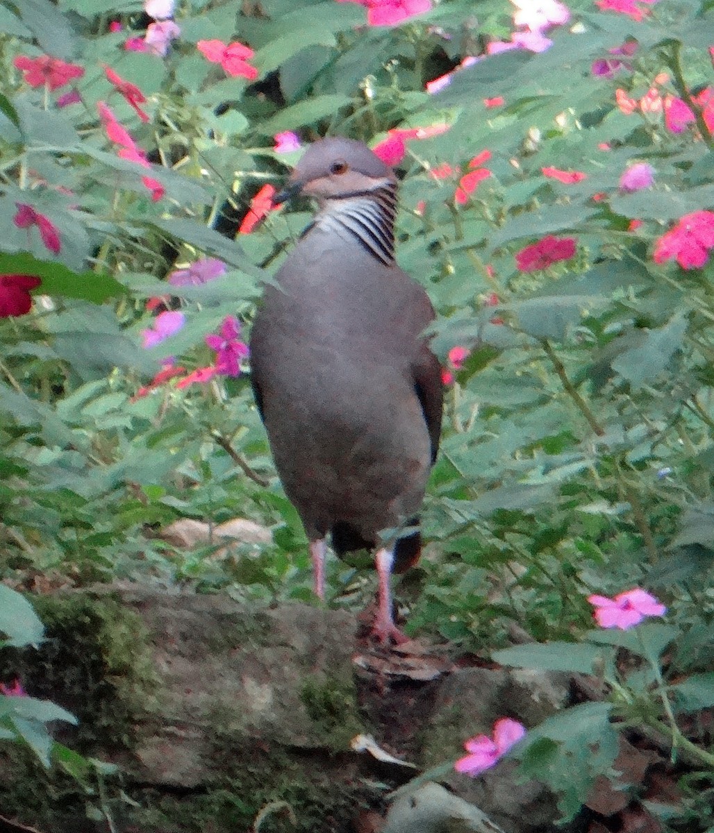 White-throated Quail-Dove - ML61925501