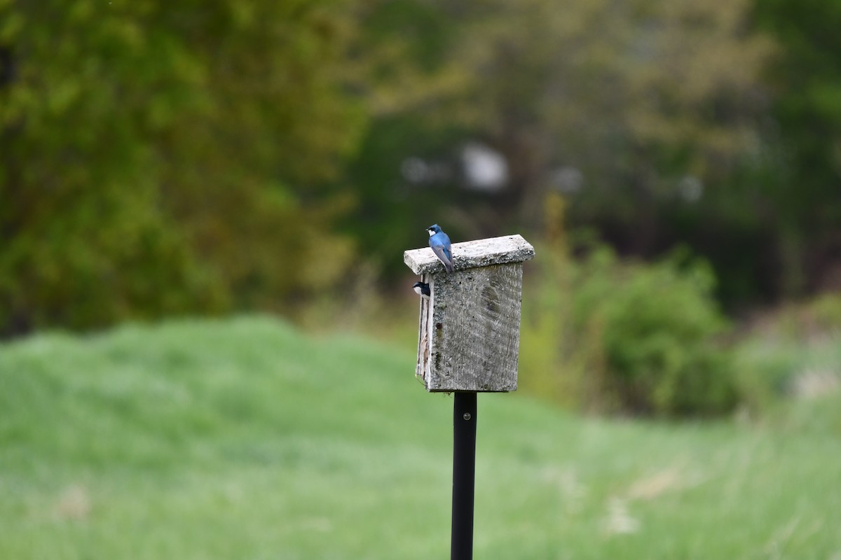 Tree Swallow - Susan Holmes