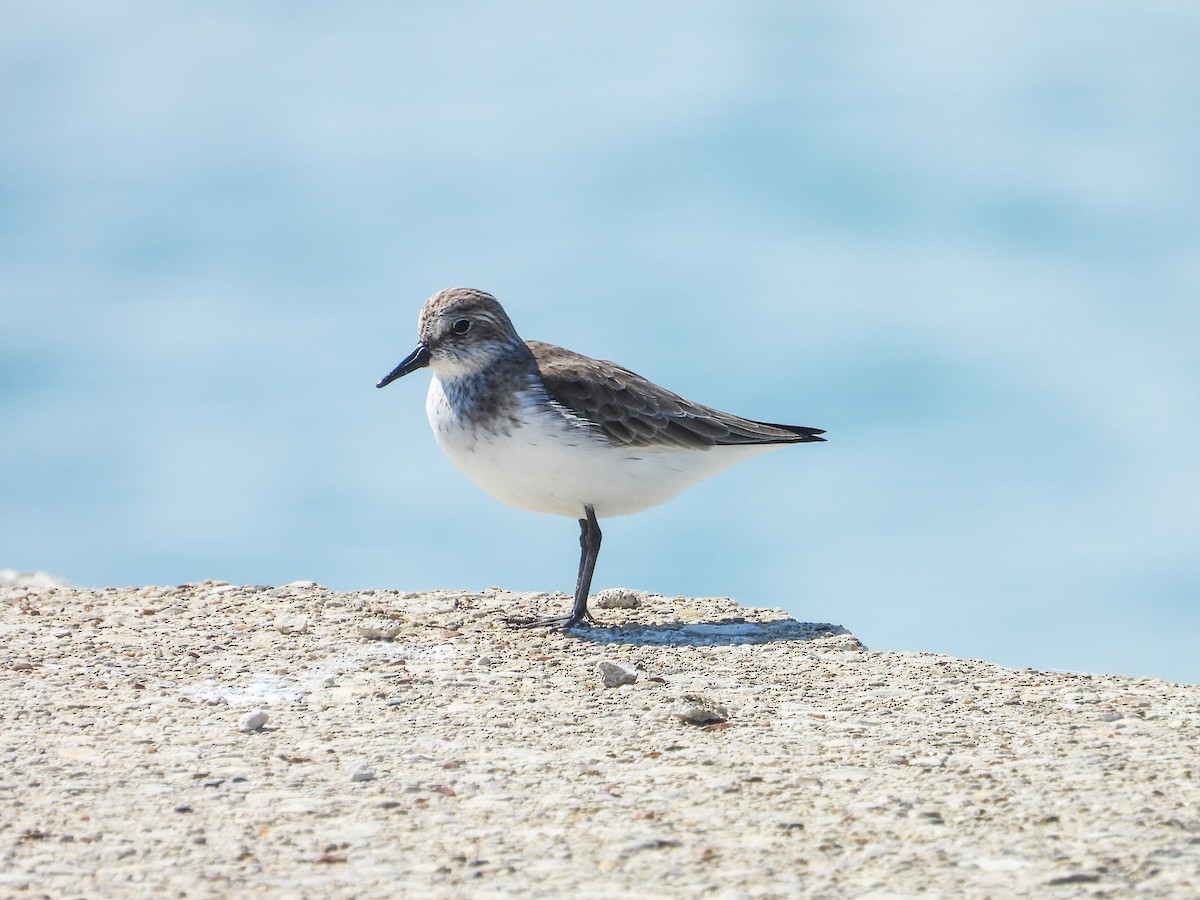 Semipalmated Sandpiper - Haley Gottardo