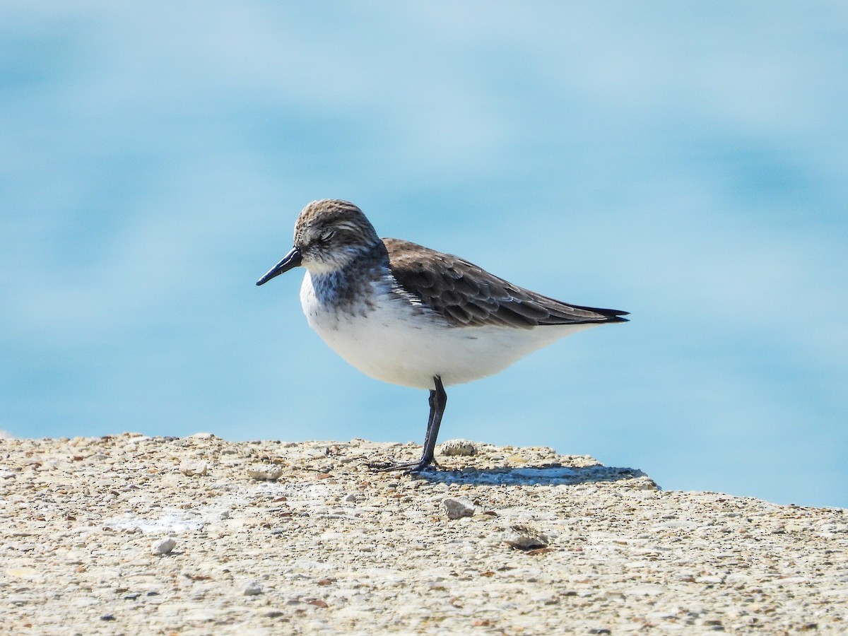 Semipalmated Sandpiper - Haley Gottardo