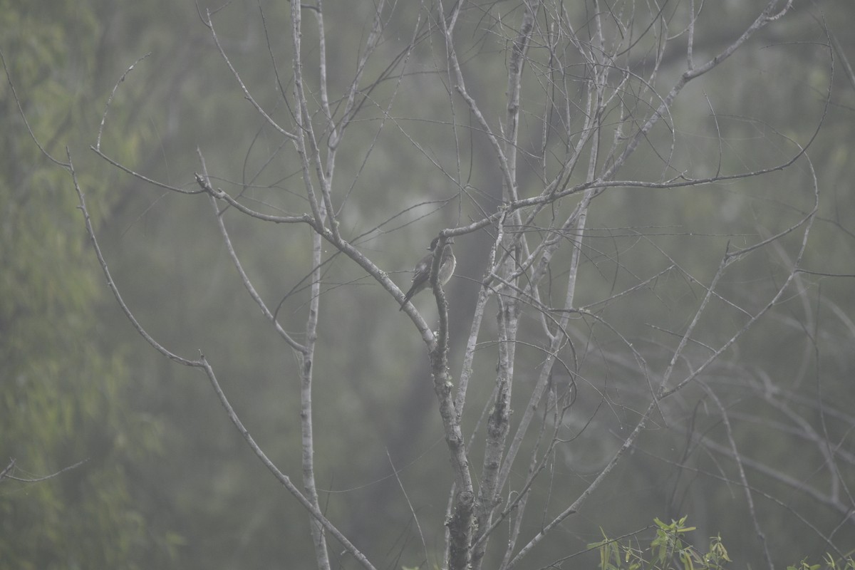 Olive-sided Flycatcher - ML619255027