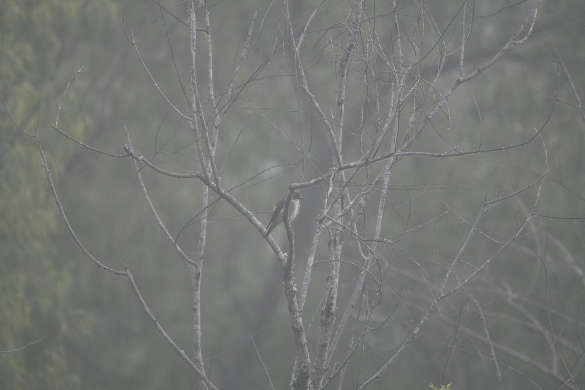 Olive-sided Flycatcher - Wen Li